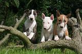 BULL TERRIER MINIATURE 188